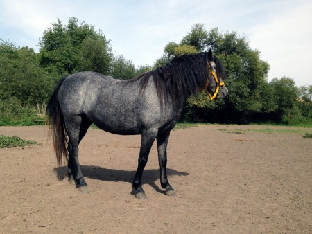 Tara - Welsh mountain pony